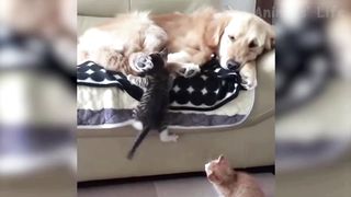Hilarious funny animals-4