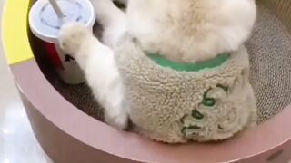 Cute_Funny_Cat