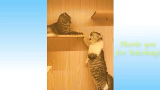 Hilarious funny animals-5