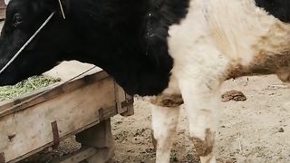 Dairy Bull