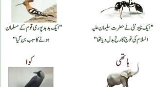 Animal