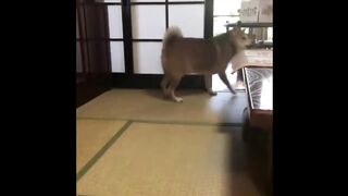 Hilarious funny animals-7