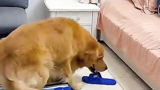 Dog'Love