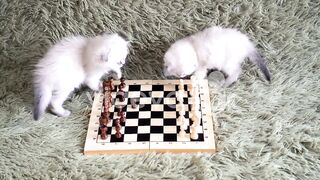 two cute kittens - grandmasters playing chess on the couch