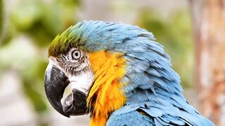 Colorful Parrots color people.