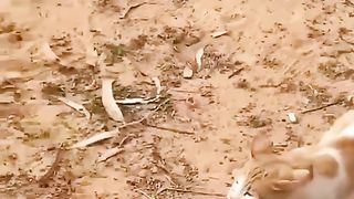 Cat Funny Videos