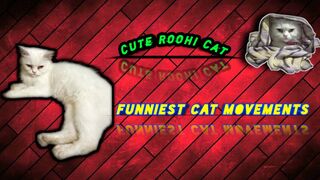 Cute Roohi Cat || Funny Fighting Cat || Cat Loves To Play With Ball