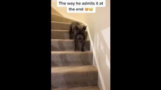 Funniest and Cutest Pets Ever Compilation