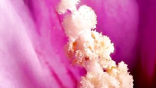 Zooming into a flower.