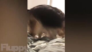 Ultimate Dog Videos! ???? Adorable Dogs Compilation (2023)