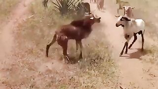 Animal lovers fume over gotfight