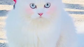 Beautiful cat ???????? || ALLAH is Greatest