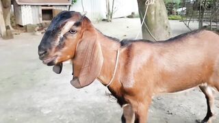ছাগলের গান sagol song