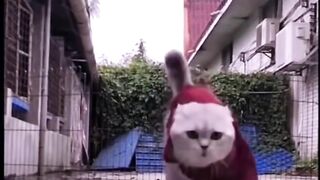 Kongfu meow????????