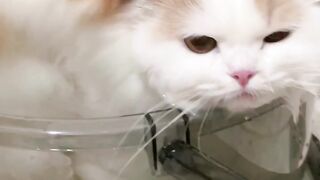 Cleaning cat