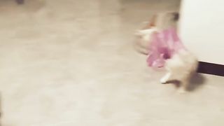 Cat is confused