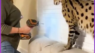 ????‍????????Crazy cats and dogs ???? Part 2 مقطع قطط مضحك