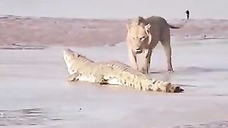 lion fight video