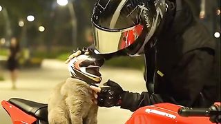 Beautiful cat video