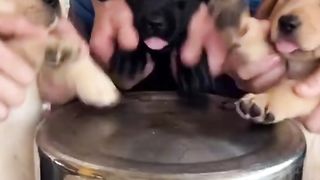 Funny odchestra For Dogs # shorts