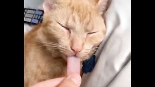 Funniest Cats ???? - Don't try to hold back Laughter ???? Part3