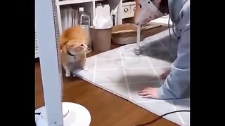 Funniest Cats ???? - Don't try to hold back Laughter ???? part4