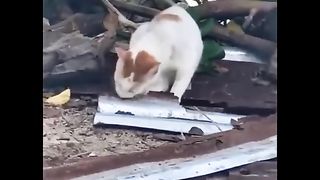 Funniest Cats ???? - Don't try to hold back Laughter ????Part5