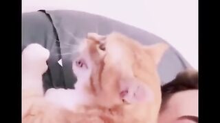 Funniest Cats ???? - Don't try to hold back Laughter ???? Part6