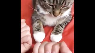 Funniest Cats ???? - Don't try to hold back Laughter ???? Part7