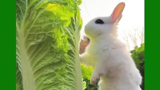 Adorable Rabbit