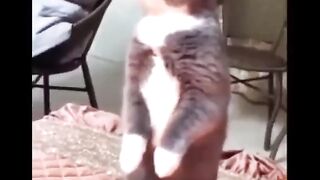 Funniest Cats ???? - Don't try to hold back Laughter ???? Part8