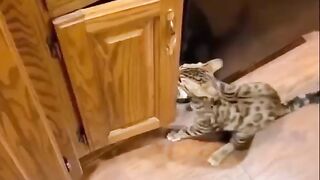 Funniest Cats ???? - Don't try to hold back Laughter ????Part9