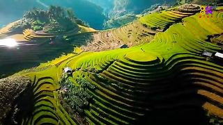 Rice field in Thailand in 1080p HDR
