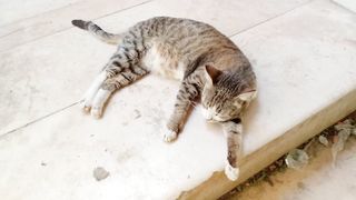 Adorable pet cat