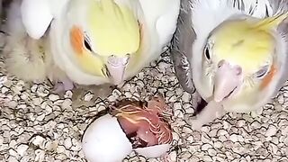 Parrot, parrot eggs,