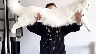 Beautiful cat