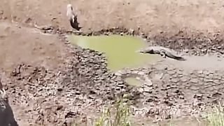 Crocodile and warthog Fight