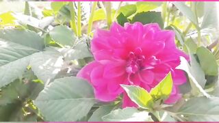 Pretty Flowers