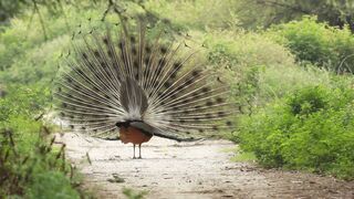 Beautiful Mor Bird