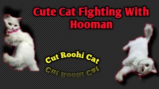 Cute Roohi Cat || Funny Fighting Cat ||