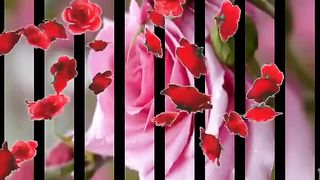 Love song Status