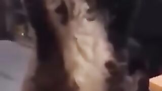 Funny Animals Videos - Funniest Cats And Dogs - Video Compilation
