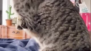 Funny cat #cats #dog #funny
