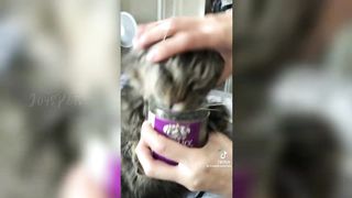 Funny CATS - TikTok Compilation 2023