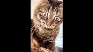 Funny & Cute Animals tiktok Compilation