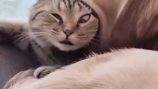 ????The unlucky cat is so cute????V65????