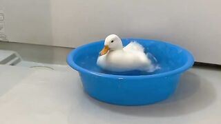 Duck.