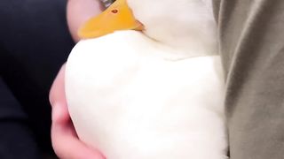 Lovely Duck.