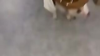 Funny Pets - Most likely to make you laugh