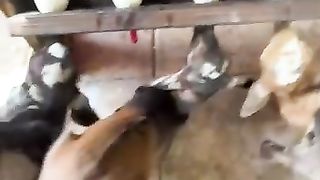 Goats babies.